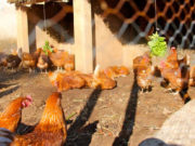 Turning the future into poultry farming