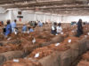 New tobacco buyer excites TCC