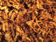 Tobacco market closes in Malawi as firm busts contract leaf fraudsters