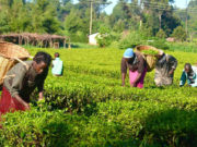 Women farmers join agricultural value chains