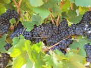Grapes Indaba convenes in Italy