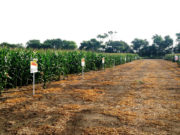 Dekalb maize seeds for a greater harvest in Malawi