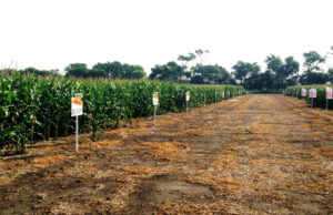 Dekalb maize seeds for a greater harvest in Malawi