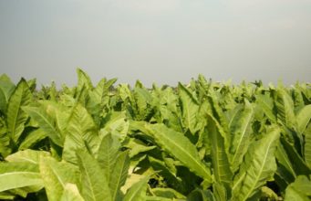FCTC ratified to protect citizens from harmful exposure to tobacco, says Ministry of Health