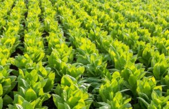 Malawi to gain tobacco-reliant agricultural ecosystem knowledge from North Carolina State University