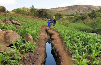 Agriculture holds the key to Malawi’s economy growth