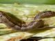 Malawi’s Battle with Armyworms