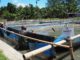 IFAD pours US115M into agriculture and fisheries in Mozambique