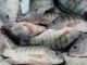 Mozambique Fisheries on high vigilance following outbreak of fish disease in Malawi