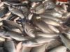 New research shows substantial recovery of marine life is achievable by 2050