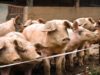 Swine fever outbreak detected on farm in South Africa