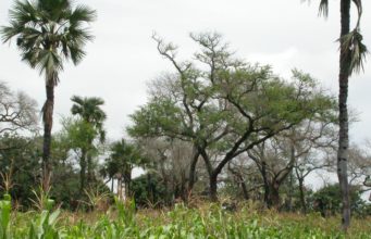 Flowering plants serve as cover crops, improve soil quality and fertility says Research