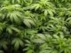 Firms optimistic on cannabis agriculture
