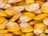 Maize planter calibration to improve your profitability