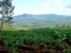 DeSIRA Project to Improve Agriculture Productivity, Profitability in Malawi