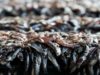 Overfishing and climate change take their toll on Lake Malawi