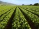 The pandemic must transform global agriculture