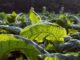 Tobacco farmers concerned with high rejection rate