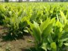 Cabinet approves loan to improve environmental conservation and agriculture commercialization activities