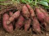 Malawi has the capacity, ability to ensure implementation of the policies aimed at boosting agriculture productivity and Commercialisation-President