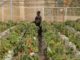 MSU Economists Reinforces Legacy of Collaboration in Malawi, Develop New Agricultural Policy Research Institute in Malawi