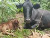 Malawi dairy farmers receive timely boost