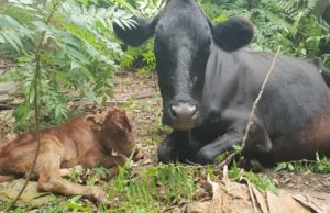 Malawi dairy farmers receive timely boost