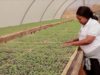 UN Women, Standard Bank empower women farmers despite covid 19 threat
