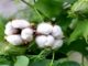 Malawi farmers abandon cotton production due to covid-19