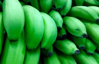 Malawi growers start to recover from Banana Bunchy Top Virus (BBTV)