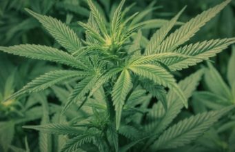Malawi President urges a switch to cannabis