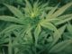 Malawi President urges a switch to cannabis