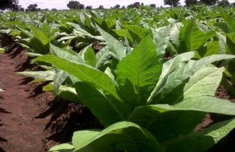 Africa’s Vast Arable Land Underutilised for Cash and Food Crops