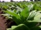 Africa’s Vast Arable Land Underutilised for Cash and Food Crops