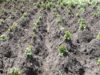Agra implores business sector to explore various agricultural opportunities