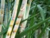 Agriculture Minister pledges gov’t support for PressCane project