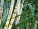 Agriculture Minister pledges gov’t support for PressCane project