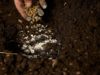 Malawi farmers cry foul over fertilizer price rise