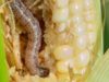 Strengthening Market-led Digital Agriculture Platforms in Malawi
