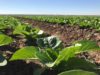 Country needs to coordinate its climate change management-Malawi President