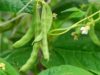 New Pathways to Commercialize Agriculture in Malawi