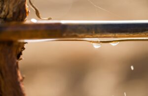 Johan Visser joins Agrico to focus on drip and micro-irrigation
