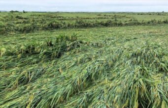 Norwegian Minister Tvinnereim and IFAD President Houngbo to visit Malawi in wake of storms to discuss climate resilience and hunger