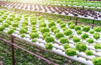 Shire-Vec will offer solutions to manage the impact of SVTP across public health and agriculture