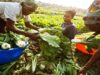 African women playing a critical role in local economic development