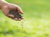Rising fertilizer costs forcing Malawi farmers to diversify
