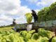 Malawi’s Tobacco company strategise to produce tobacco that is both marketable and sustainable