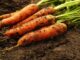CARWG meeting emphasizes potential for conservation agriculture
