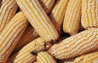 Shortage of maize could affect the country’s overall food security-Malawi Agric Ministry