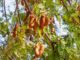 Africa incurred $ 30 billion loss due to drop in crop and animal production